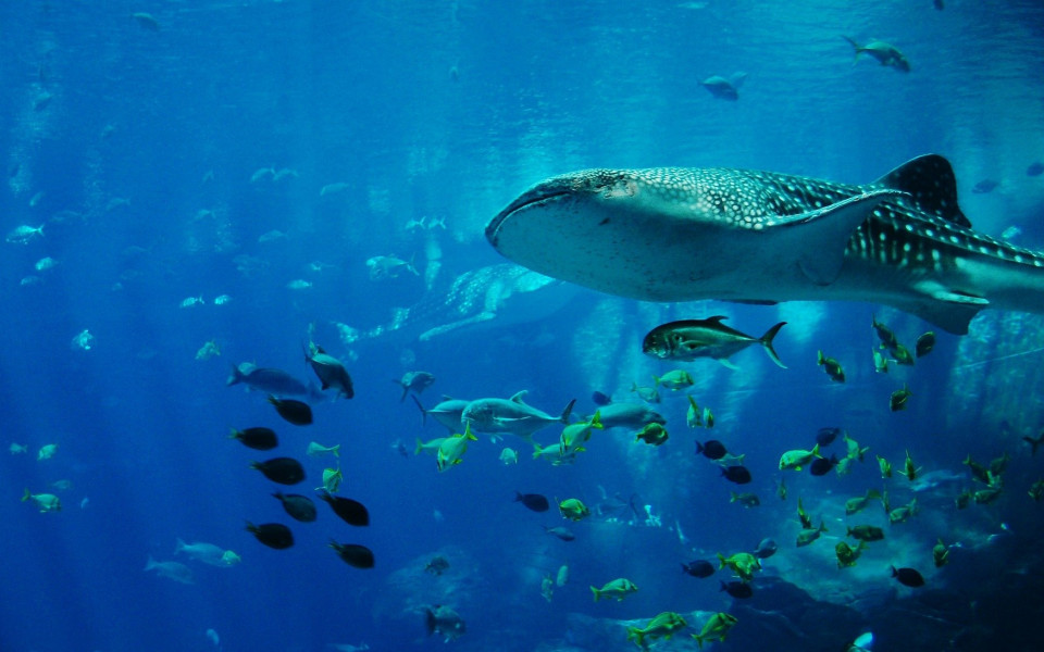 Unterwasserwelt mit Tieren auf den Azoren